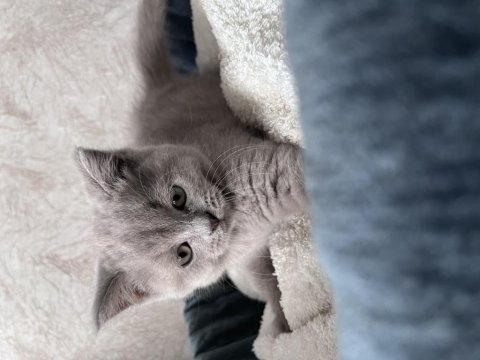 British shorthair yavrular