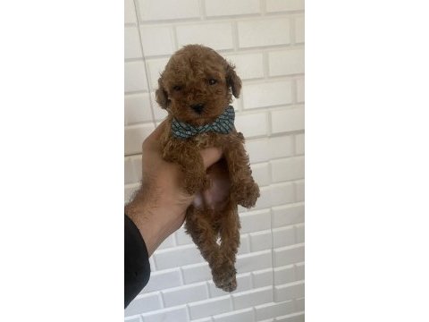 Orjinal maltipoo yavrular