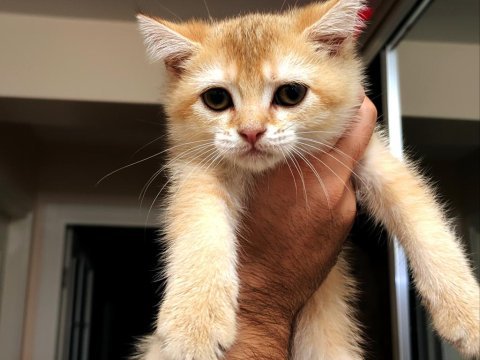 Güzel british shorthair kızımıza yuva arıyoruz