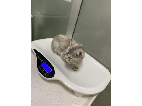 Aslan parçası british shorthair