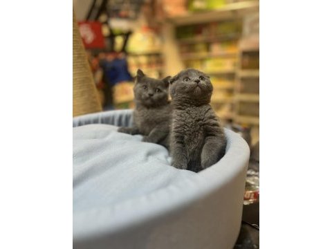 Muhteşem tam kapalı kulak scottish fold