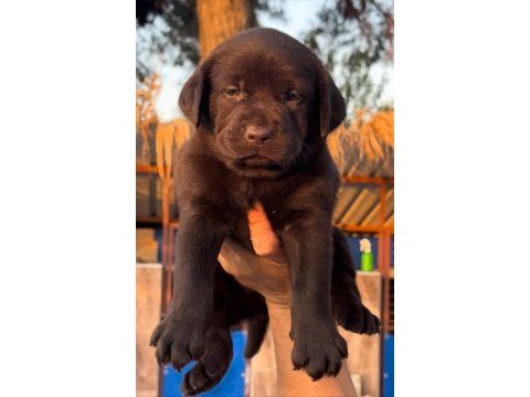 Labrador redriever sevimli yavrular