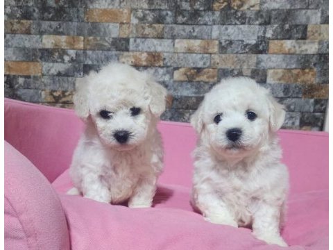 Türkiyede sayılı ailede olan özel ırk bichon frise