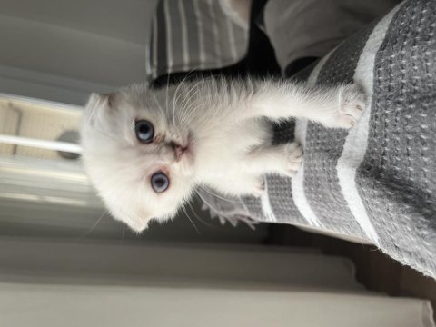 Acil sahiplendirme scottish fold