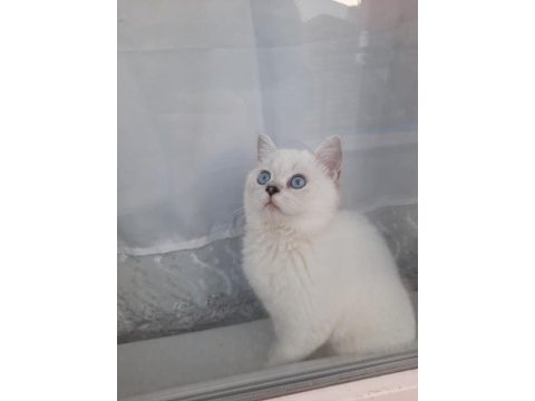 British shorthair silver point