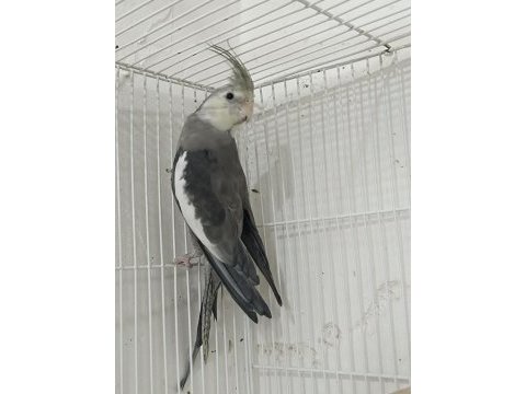 Mutasyon sultan papağanı yavruları