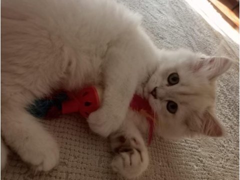 Kedi british longhair 2.5 aylık beyaz