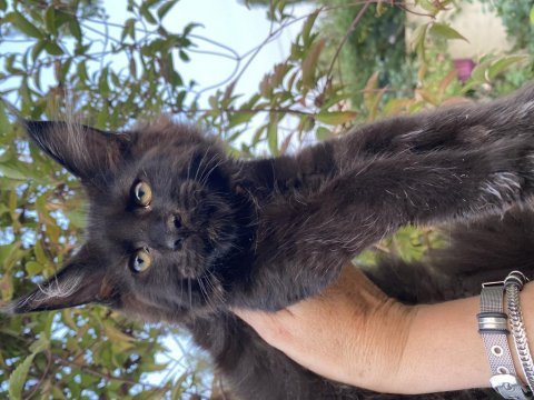 Kalitenin adresi big claw maine coon