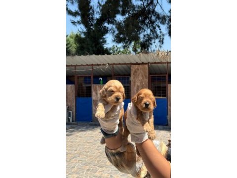 Sevimli maltipoo yavru köpeklerimiz