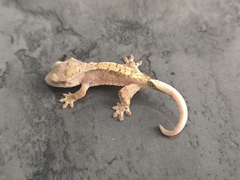 Kaliteli crested gecko yavruları