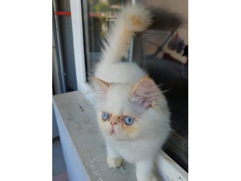 Dişi ve erkek persian