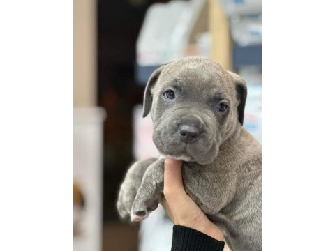 Dev cane corso italiano yavruları