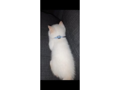 British longhair