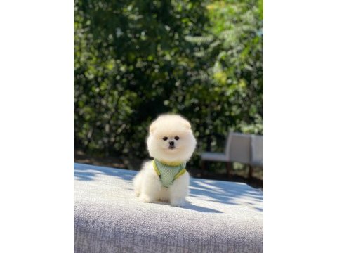 Pomeranian boo safkan ayı surat bebeklerim
