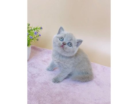 Masum bebek lilac british shorthair 