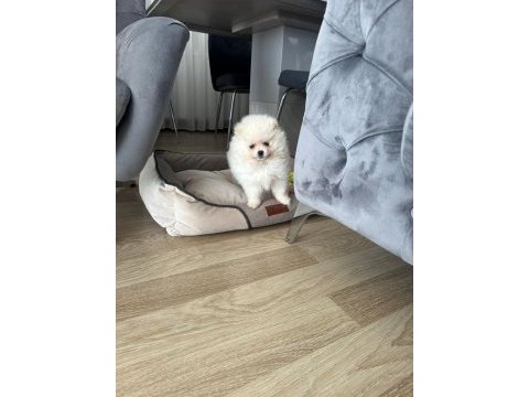 2,5 aylık dişi yavru pomeranian