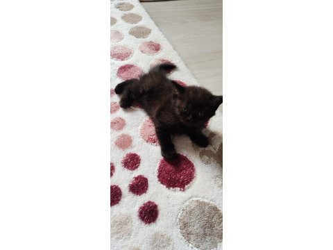 Uygun fiyatla british shorthair