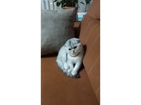 Kendi kedimizin yavruları tuvalet eğitimi