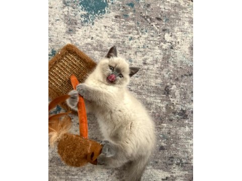 Sevimli british shorthair kardeşler