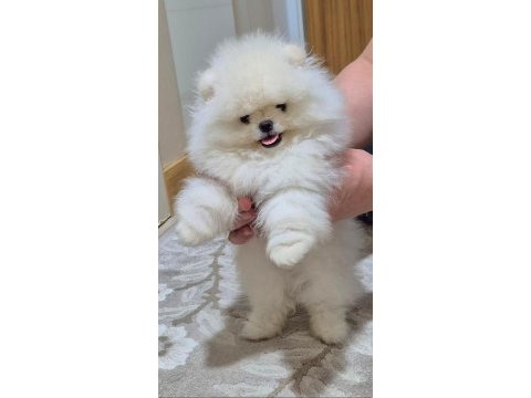 Üst kalite kar beyaz pomeranian boo erkek