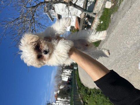 Korekan maltese terrier