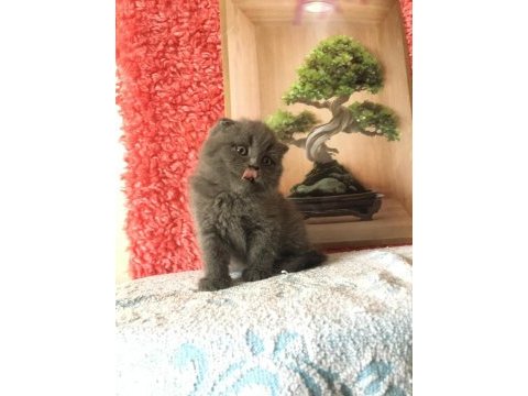 Scottish fold minnoşlarım