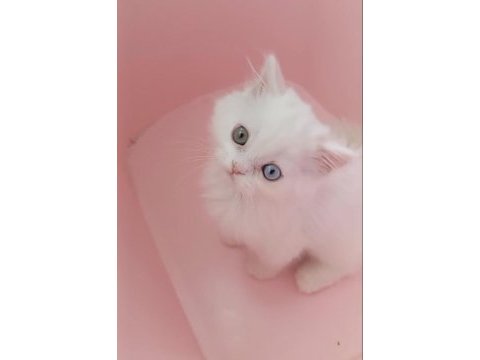 Odd eyes british longhair