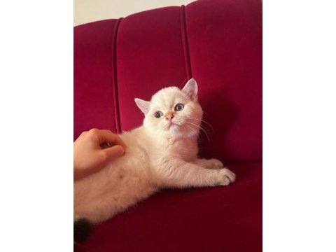 Safkan british shorthair golden & point yavrular
