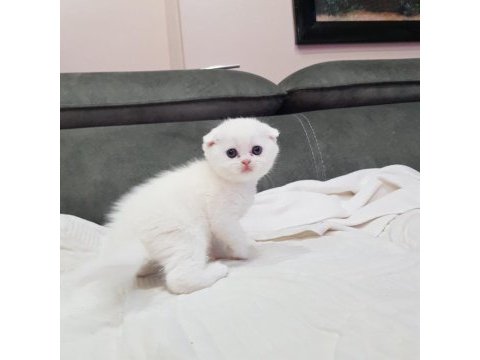 Scottish fold yavru dişi