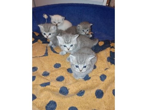 27 günlük british shorthair yavrularımız