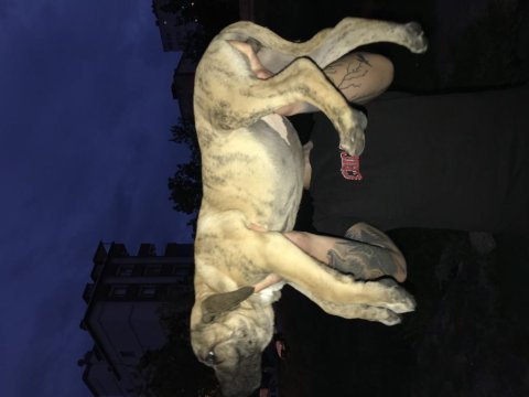 A class dev presa canario yavruları