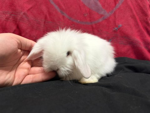 Çok tatlı lop ve cüce tavşanlar