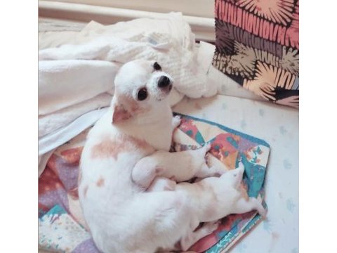 İzmir chihuahua teacup yavrular