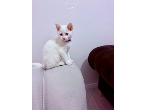 Safkan british shorthair bluepoint