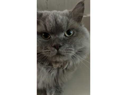 Acil british longhair ücretsiz sahiplendirme