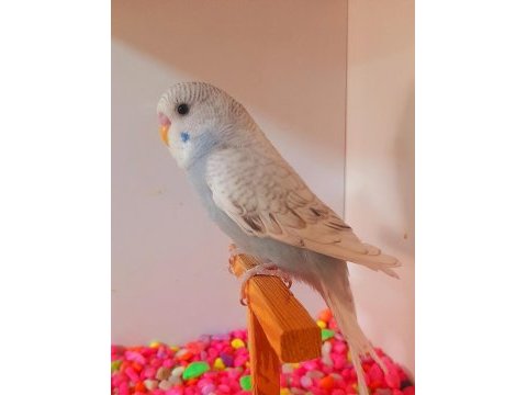 Yavru erkek muhabbet kuşu ele kola alıştırmalık