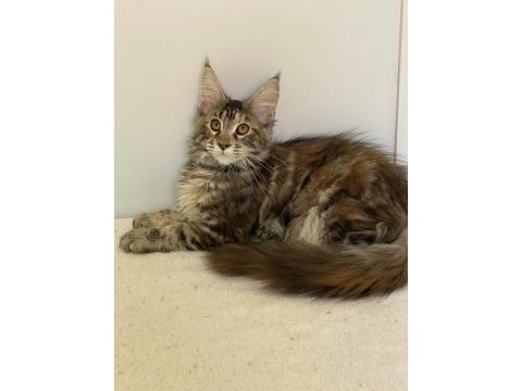 Şecereli maine coon dişi tortie