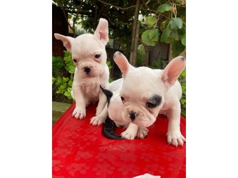 Kalite french bulldog yavruları