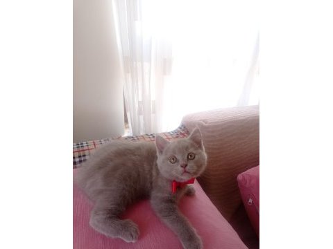 Kendi kedimizin british shorthair yavrusu