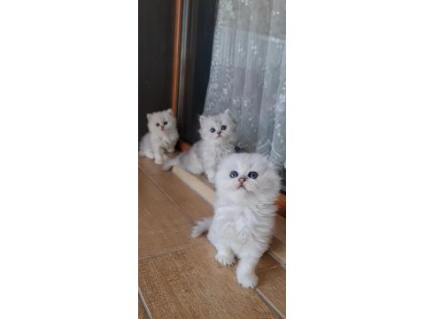50 günlük kediler görüşülür