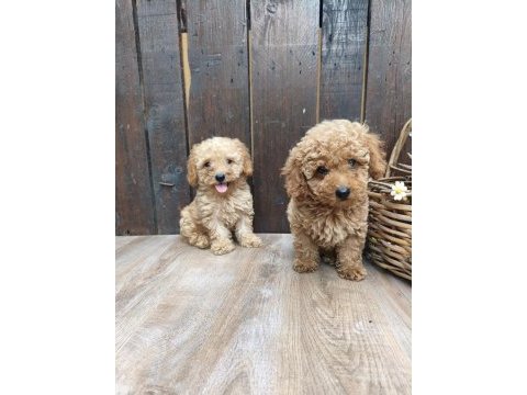Dişi ve erkek poodle yavrular