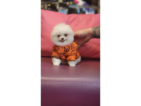 Birbirinden güzel pomeranian bebeklerimiz