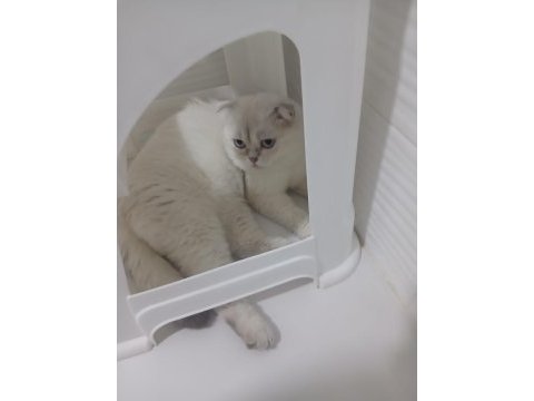 7 aylık erkek scottish fold ücretsiz