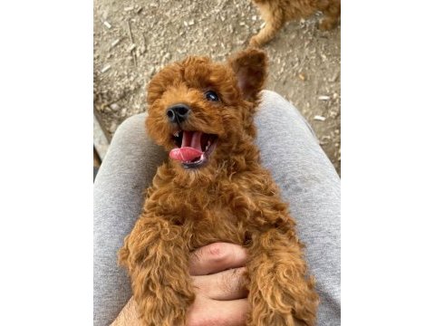 Bebek gibi poodle yavrularımız hazır