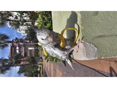 Yavru sultan papağanı ele alışık