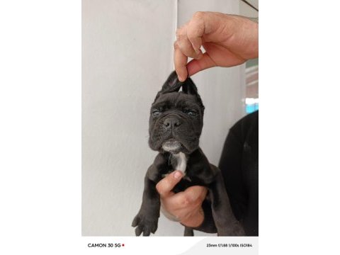Cane corso yavrularımız ırk garantilidir