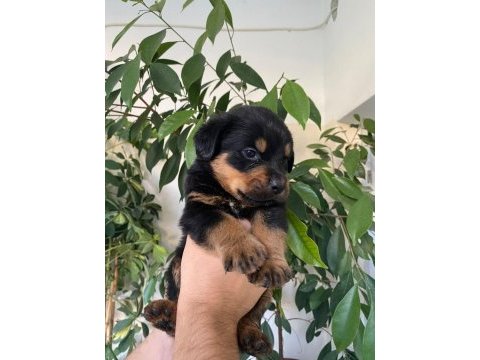 Kusursuz rottweiler bebekler