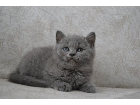 British shorthair yavrular