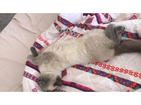 British shorthair blue point