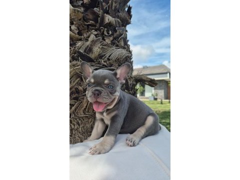 2 renkli french bulldog yavruları çiftlikten 